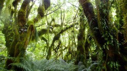 Milford Track