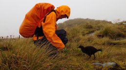 Weka Bird on Milford Track