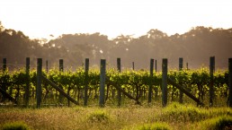 Margaret River Wine Region