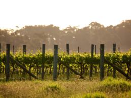 Margaret River Wine Region