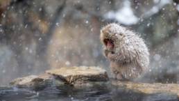 Jigokudani Monkey Park, Japan